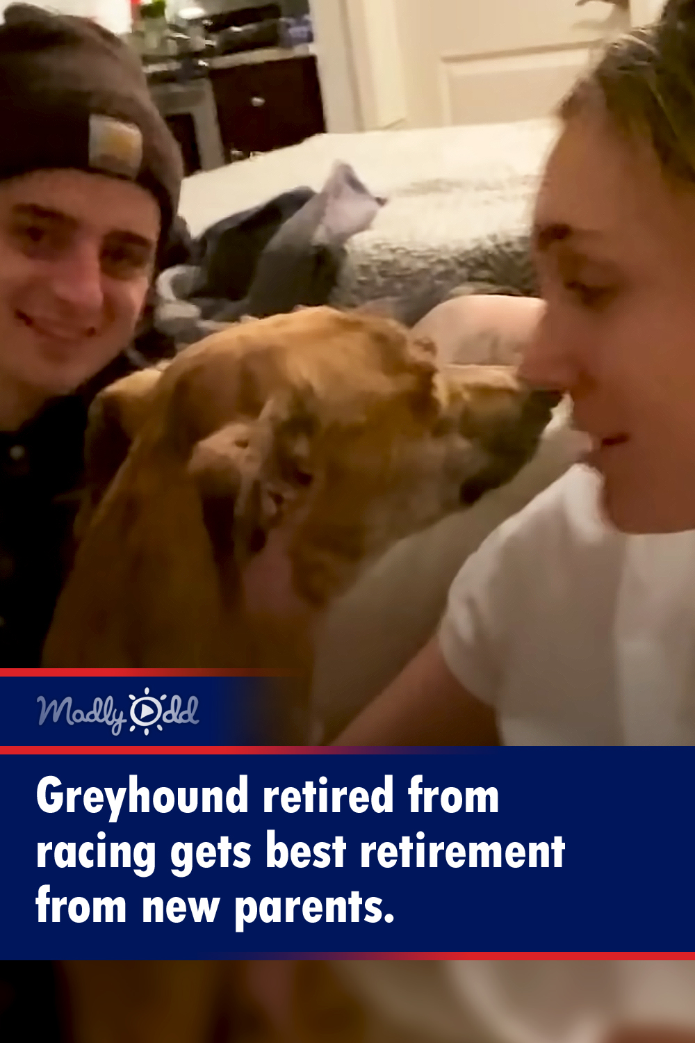 Greyhound retired from racing gets best retirement from new parents