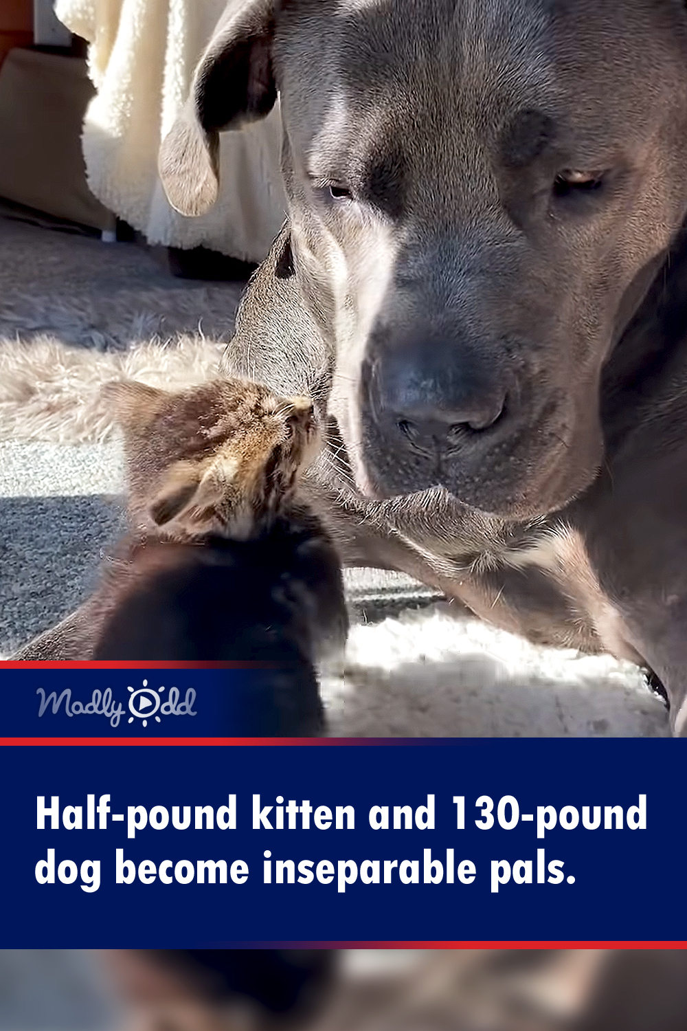 Half-pound kitten and 130-pound dog become inseparable pals