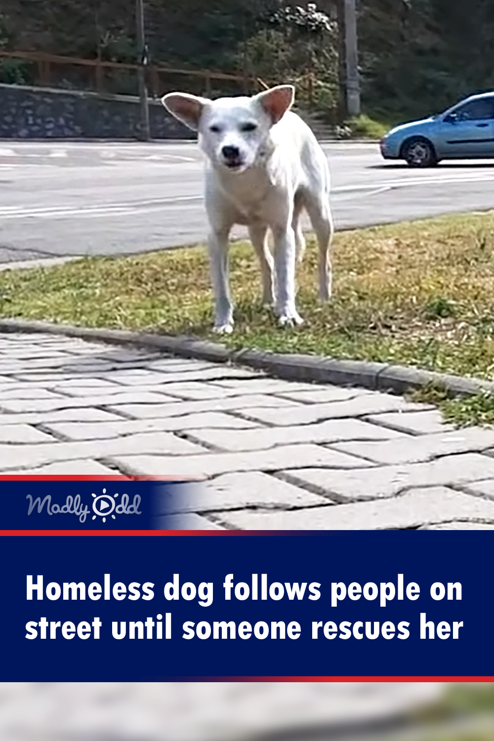 Homeless dog follows people on street until someone rescues her