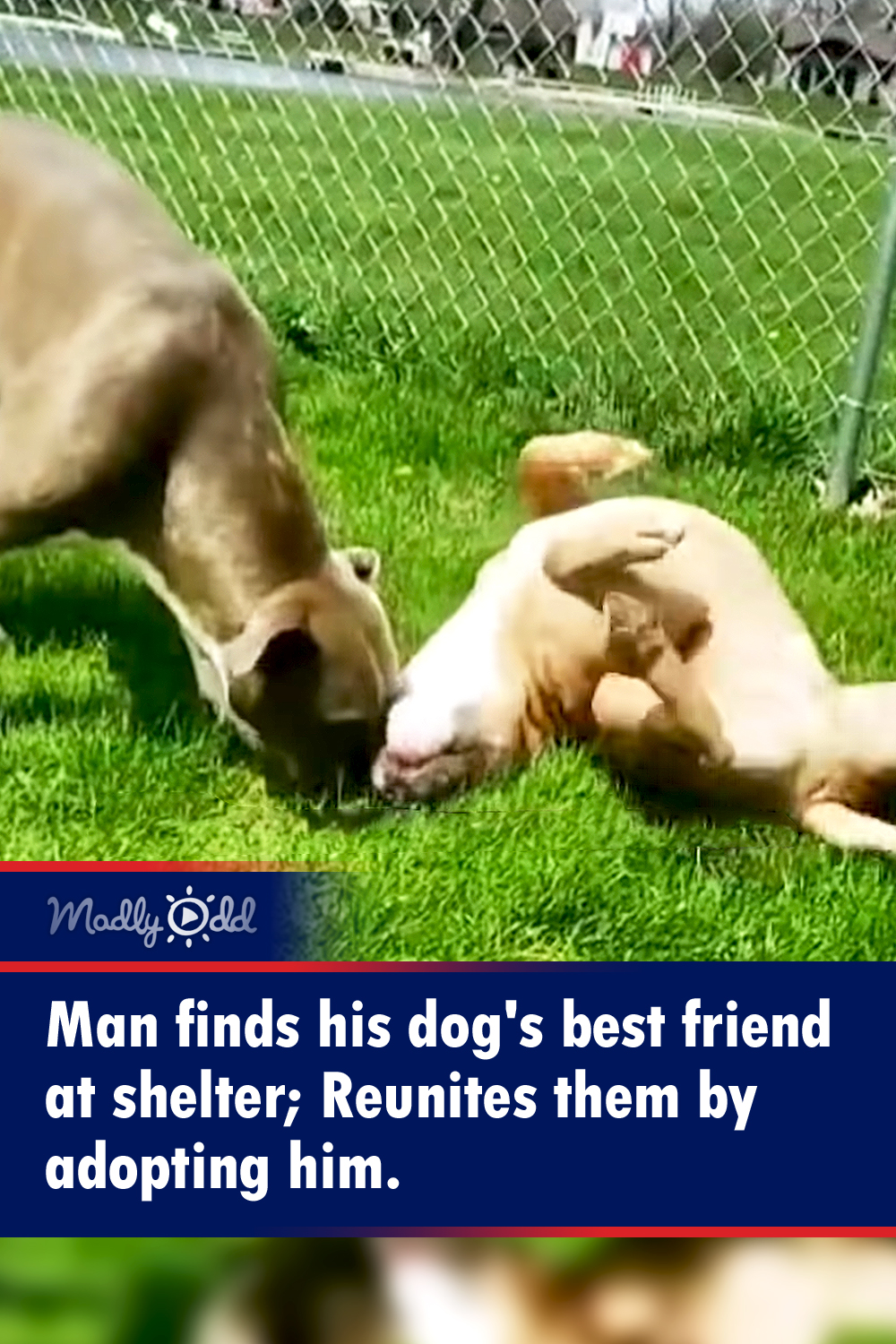 Man finds his dog\'s best friend at shelter; Reunites them by adopting him