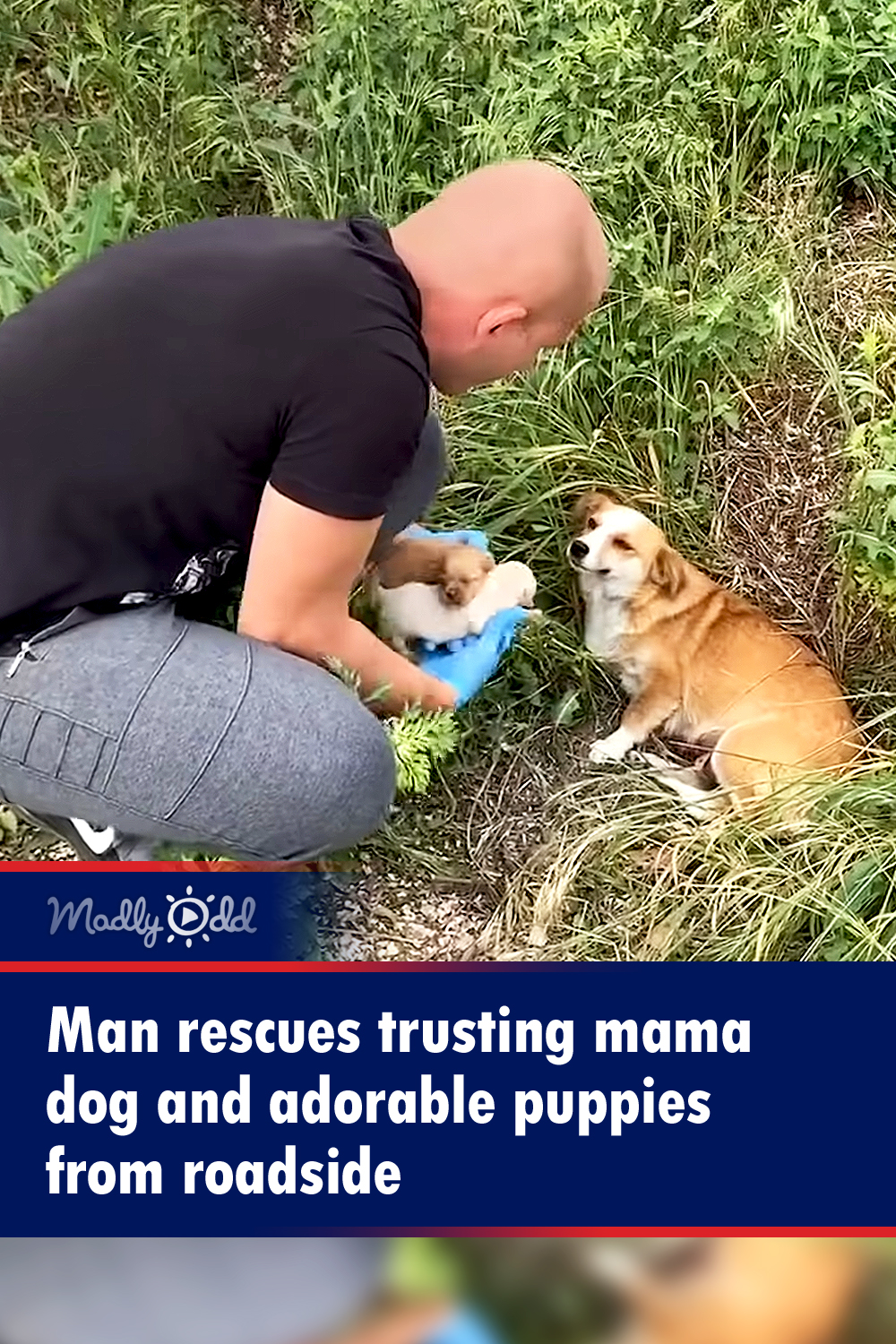 Man rescues trusting mama dog and adorable puppies from roadside