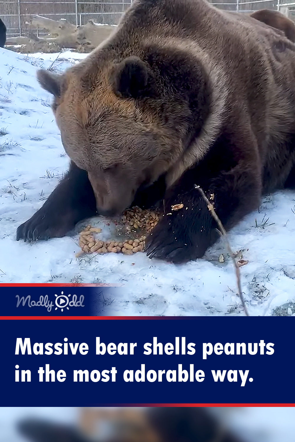 Massive bear shells peanuts in the most adorable way