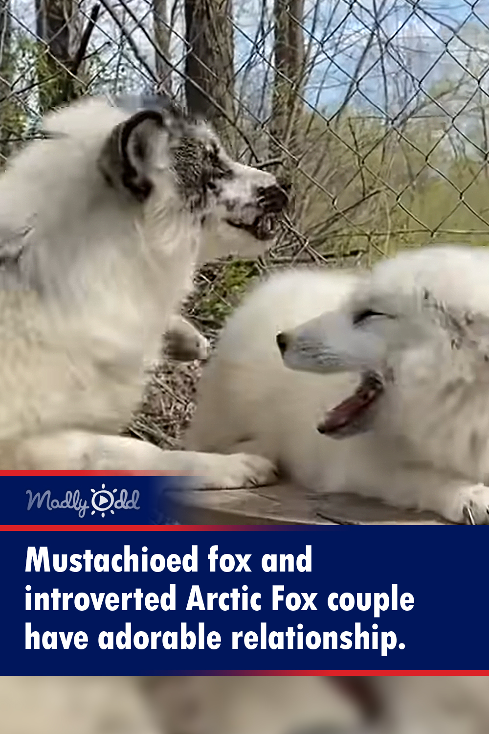 Mustachioed fox and introverted Arctic Fox couple have adorable relationship