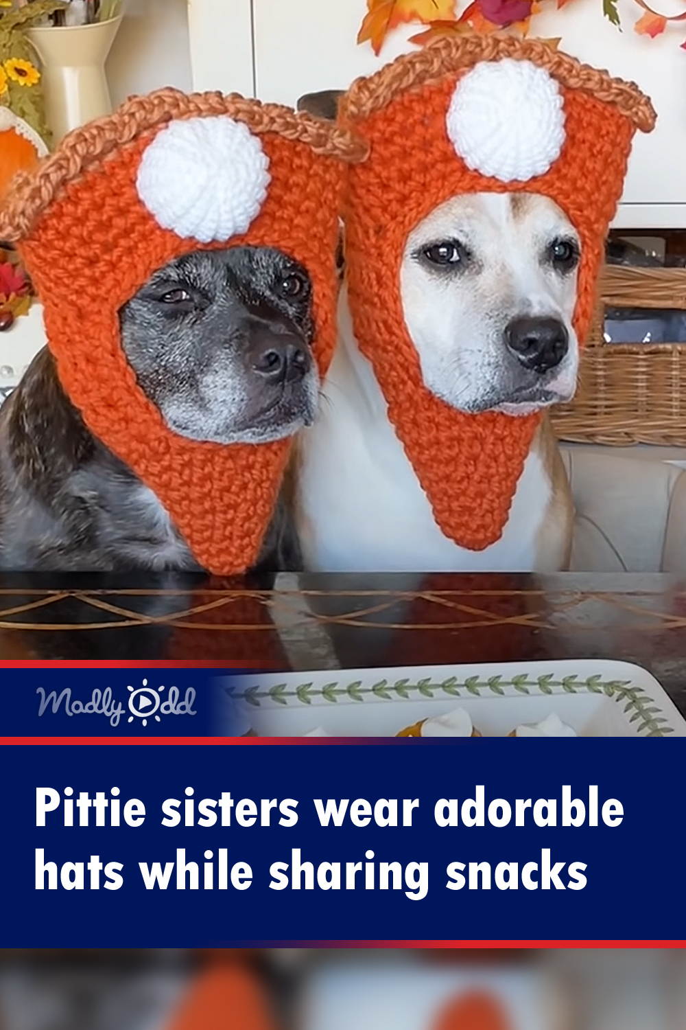 Pittie sisters wear adorable hats while sharing snacks