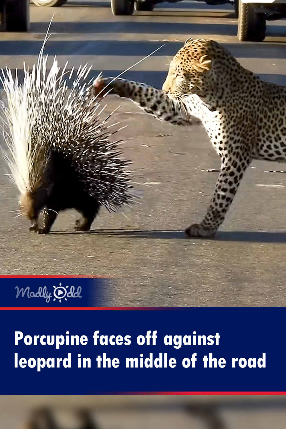 Porcupine faces off against leopard in the middle of the road