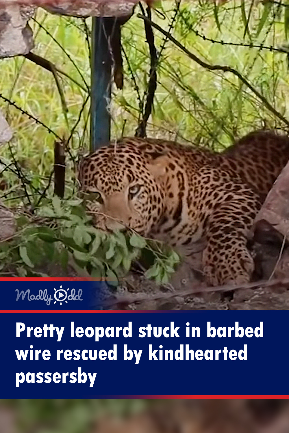 Leopard stuck in barbed wire rescued by kindhearted passersby