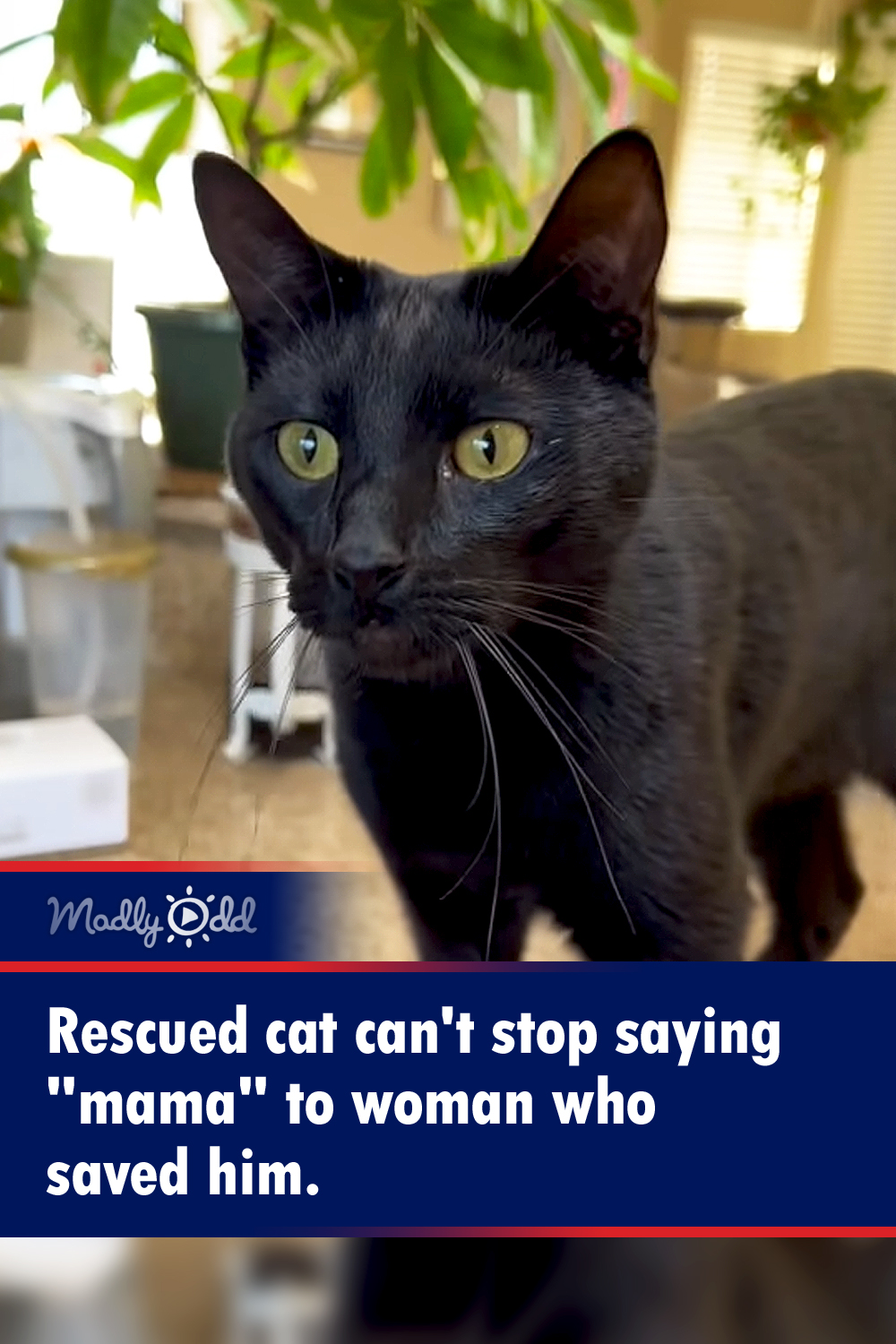 Rescued cat can\'t stop saying \