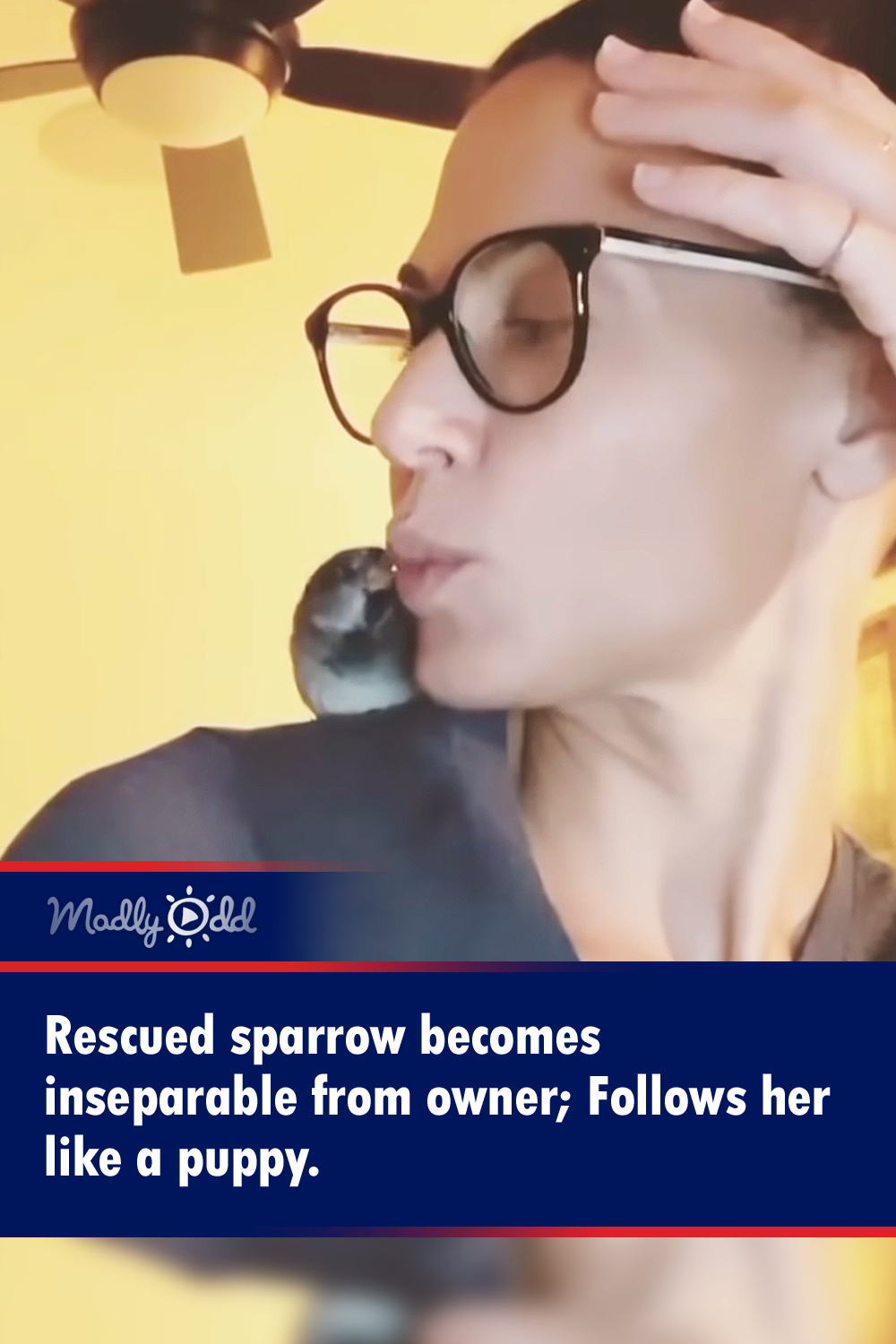 Rescued sparrow becomes inseparable from owner; Follows her like a puppy