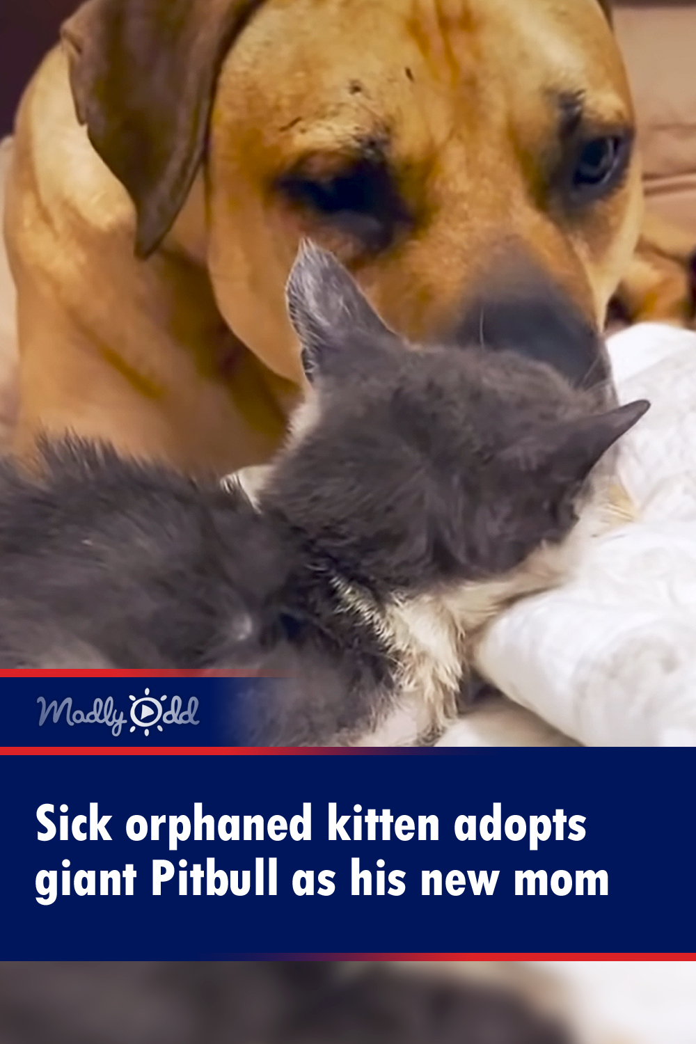 Sick orphaned kitten adopts giant Pitbull as his new mom
