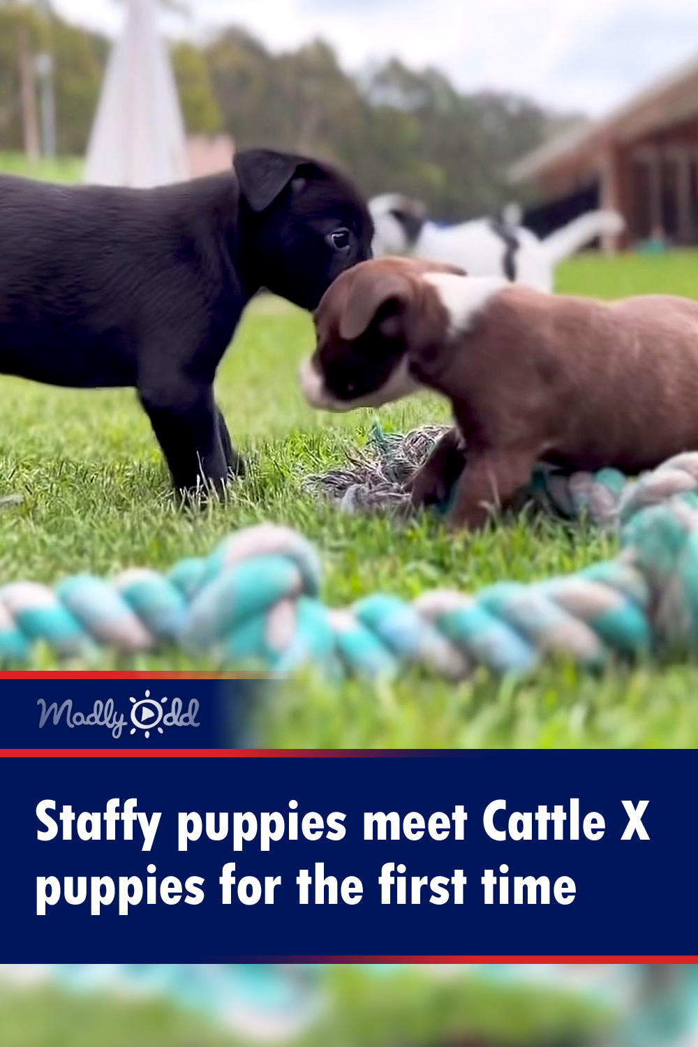 Staffy puppies meet Cattle X puppies for the first time