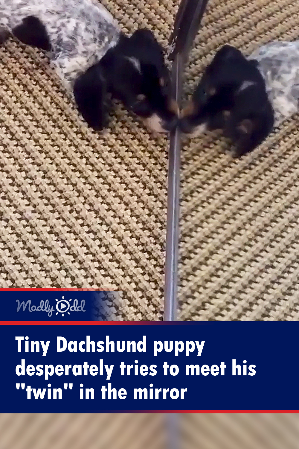 Tiny Dachshund puppy desperately tries to meet his \