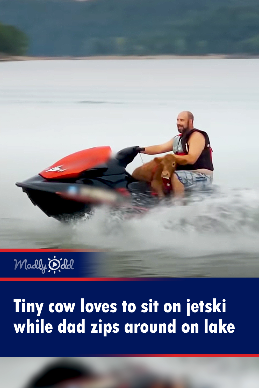 Tiny cow loves to sit on jetski while dad zips around on lake