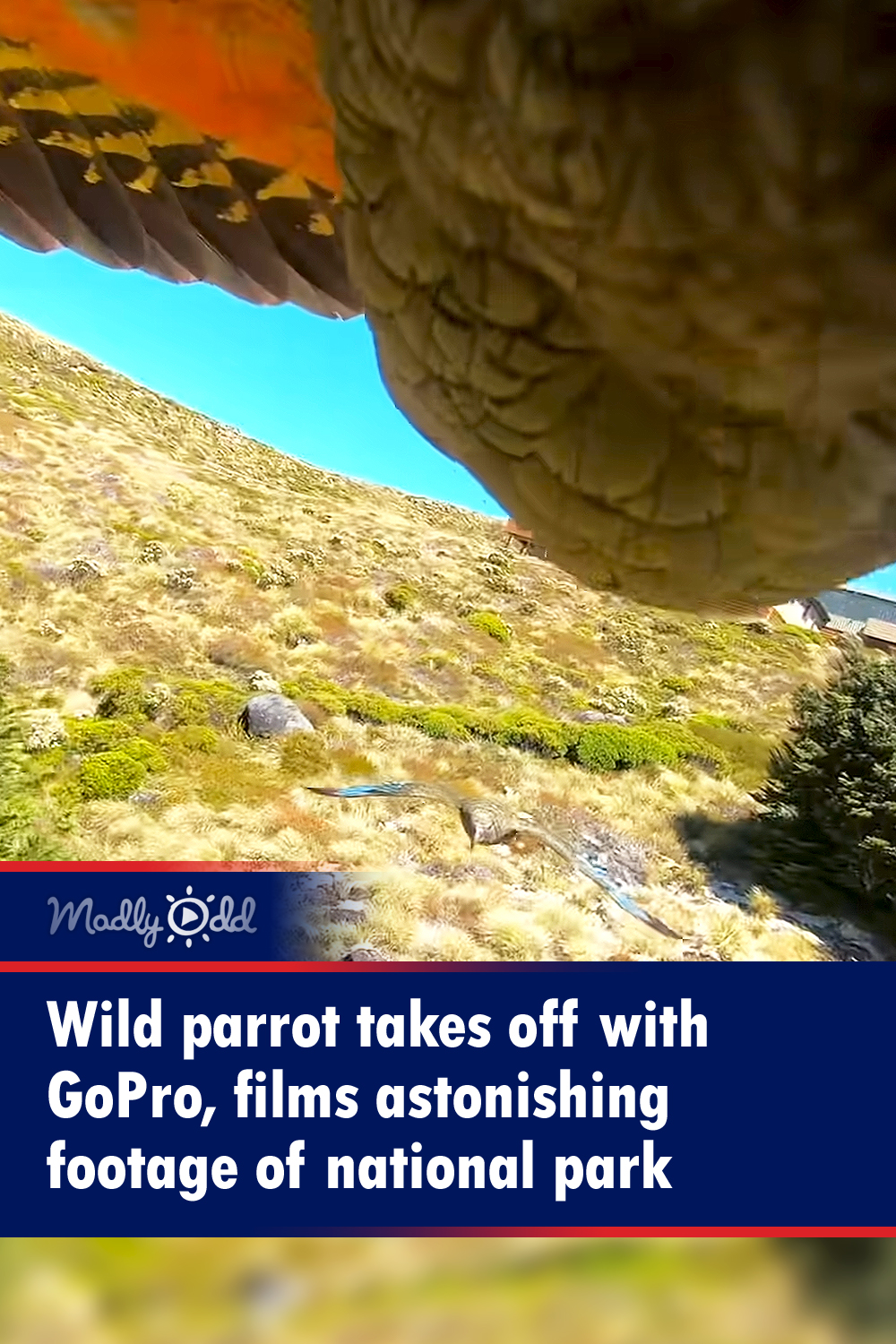 Wild parrot takes off with GoPro, films astonishing footage of national park