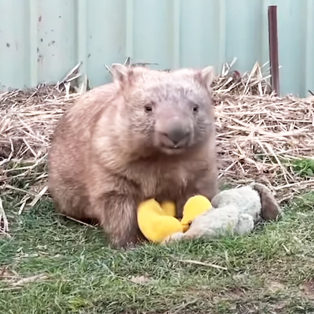 Cute wombat