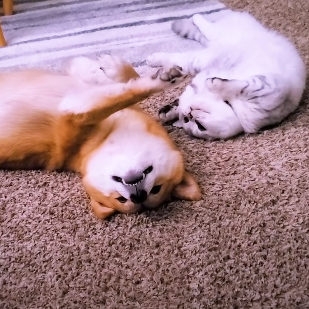 Adorable dog and cat