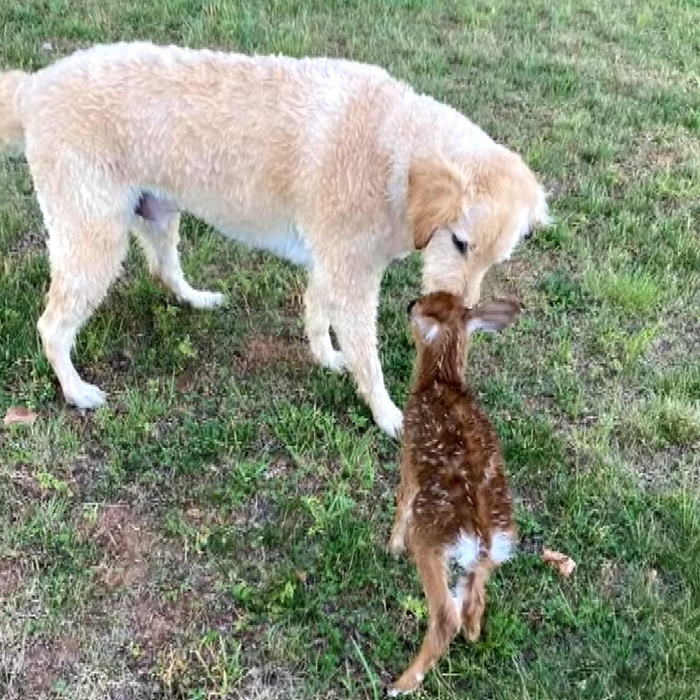 Goldendoodle and fawn