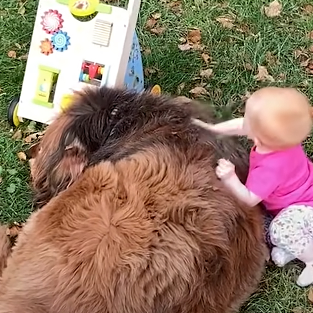 Baby girl and giant dog