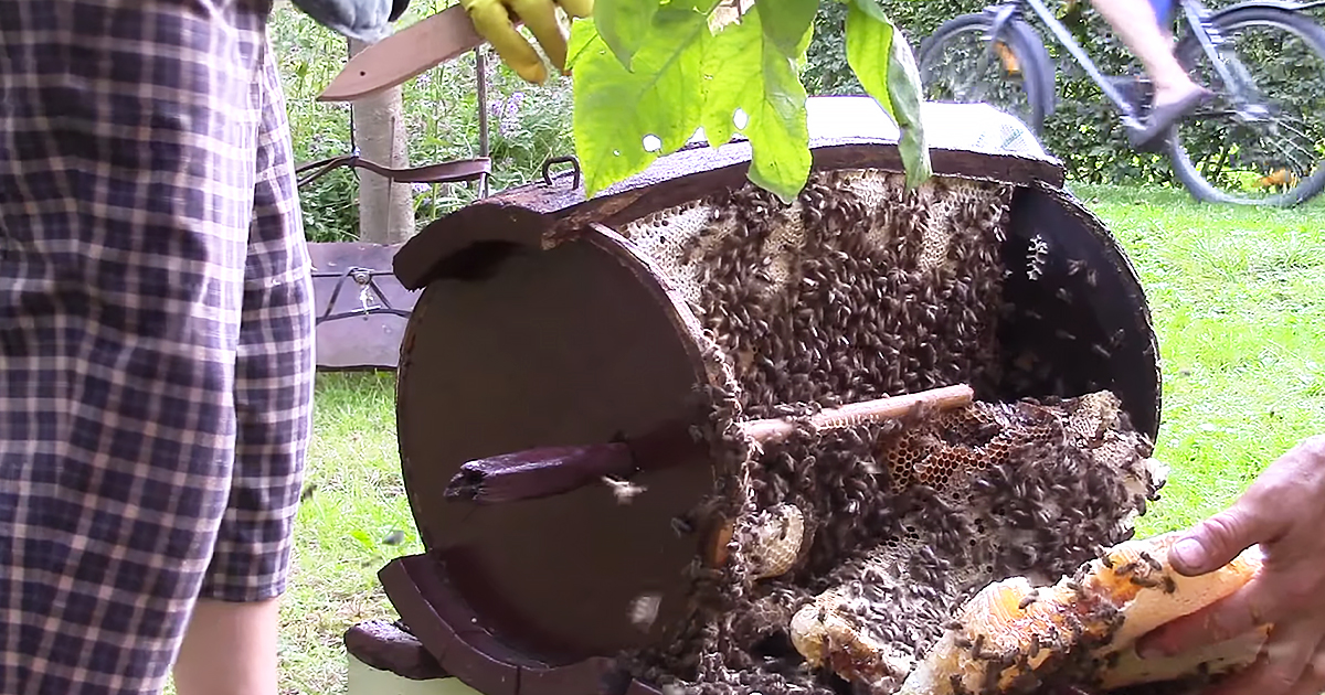 Bee swarm settled in an antique oak barrel