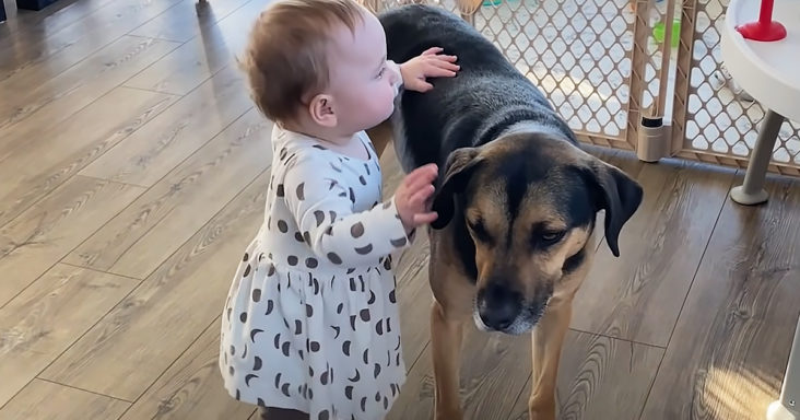 Adorable dog and baby
