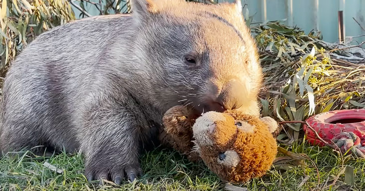 Cute wombat