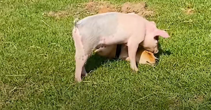 Fragile puppy and baby pig