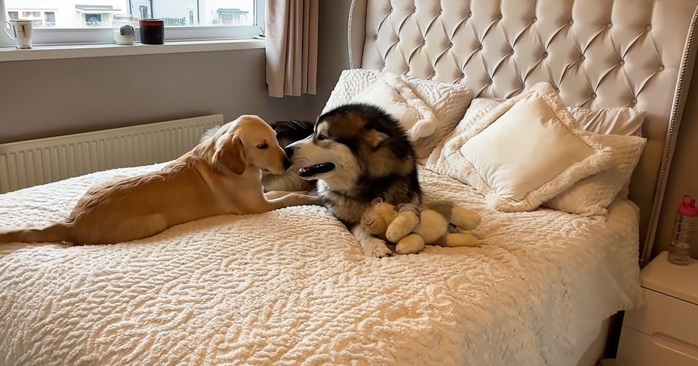 Giant Husky goes bananas upon reuniting with best friend, a Golden ...
