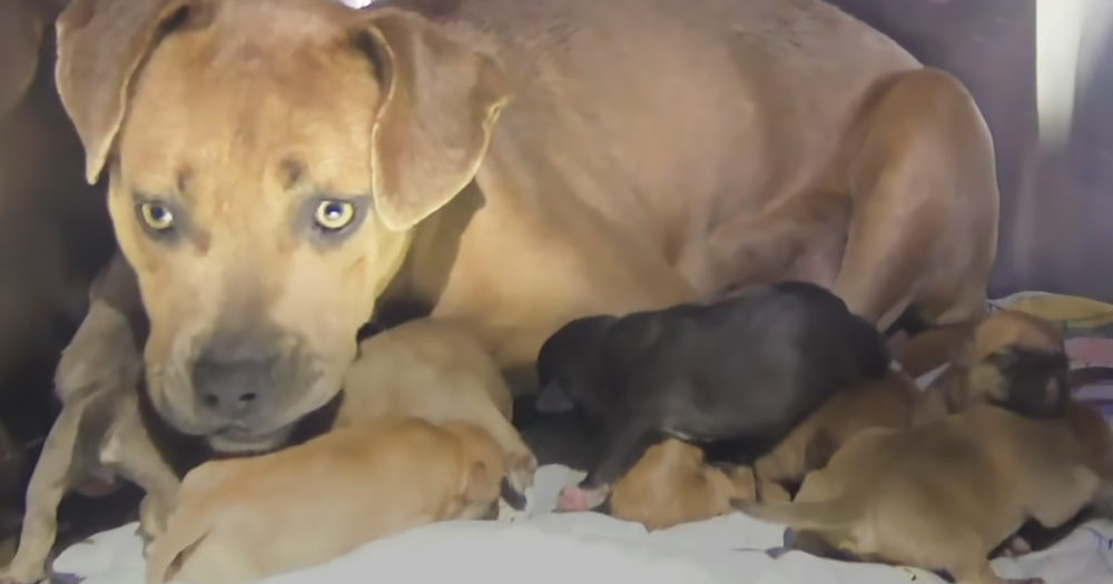 Mama dog and puppies