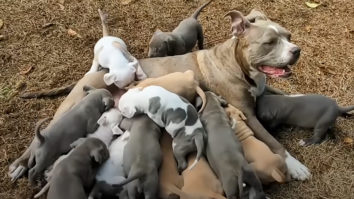 Pitbull and her puppies
