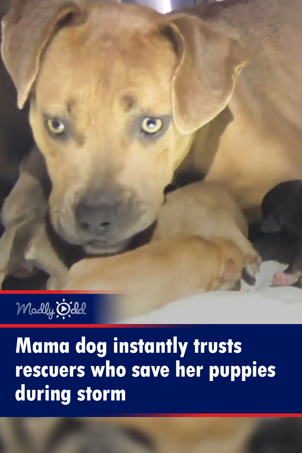 Mama dog instantly trusts rescuers who save her puppies during storm