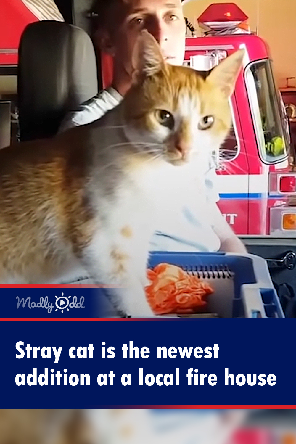 Stray cat is the newest addition at a local fire house