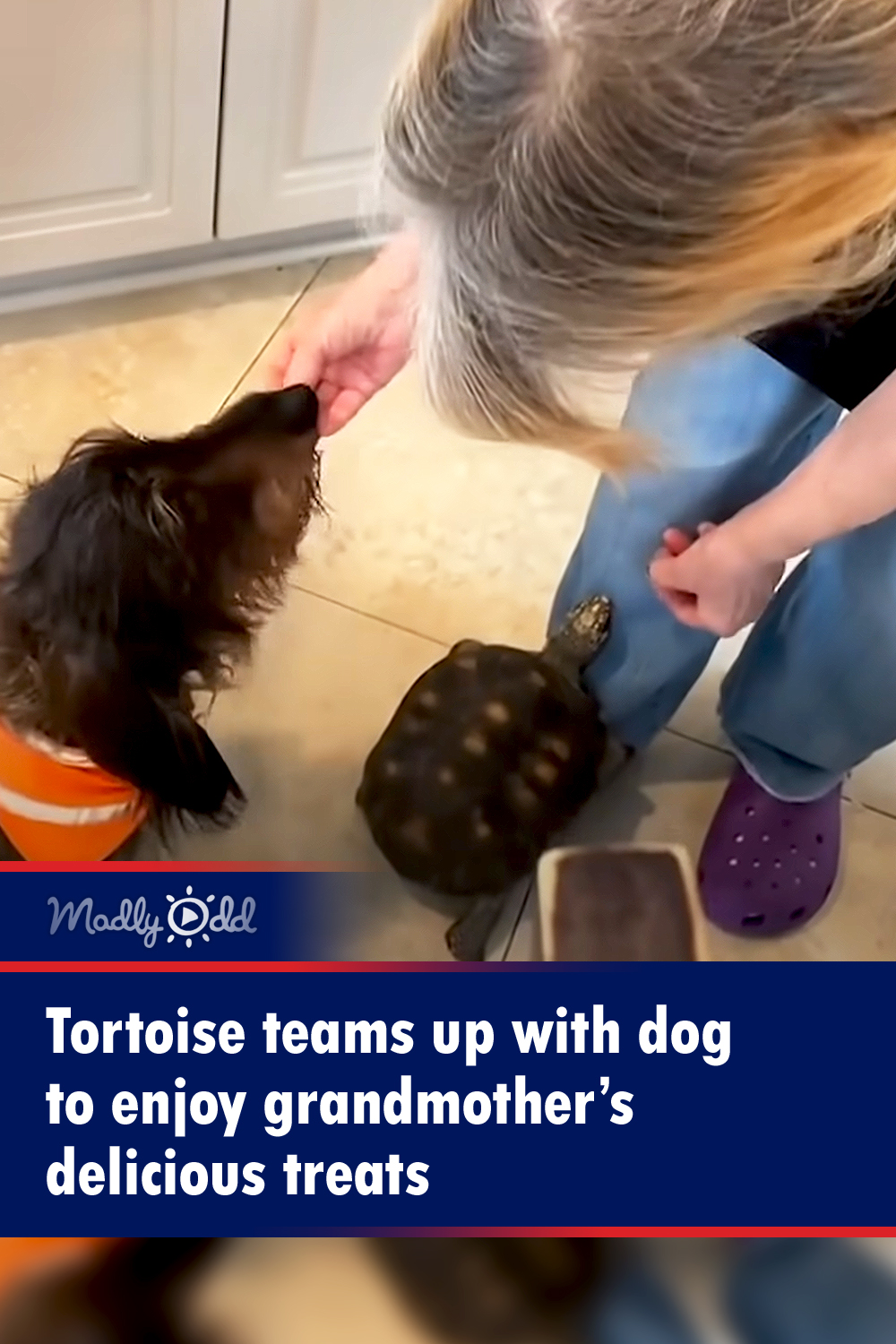Tortoise teams up with dog to enjoy grandmother’s delicious treats