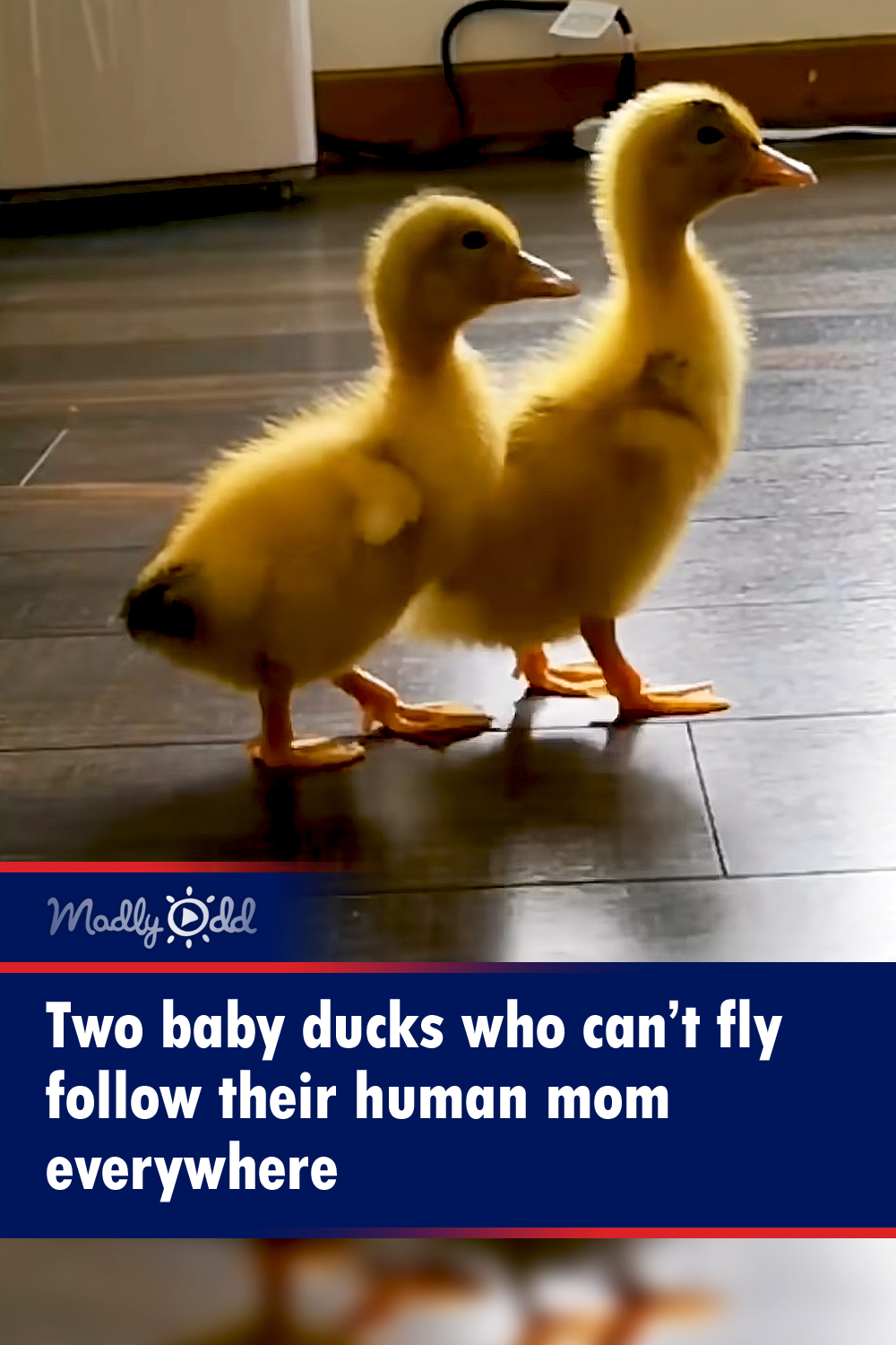 Two little ducks who can’t fly follow their human mom everywhere