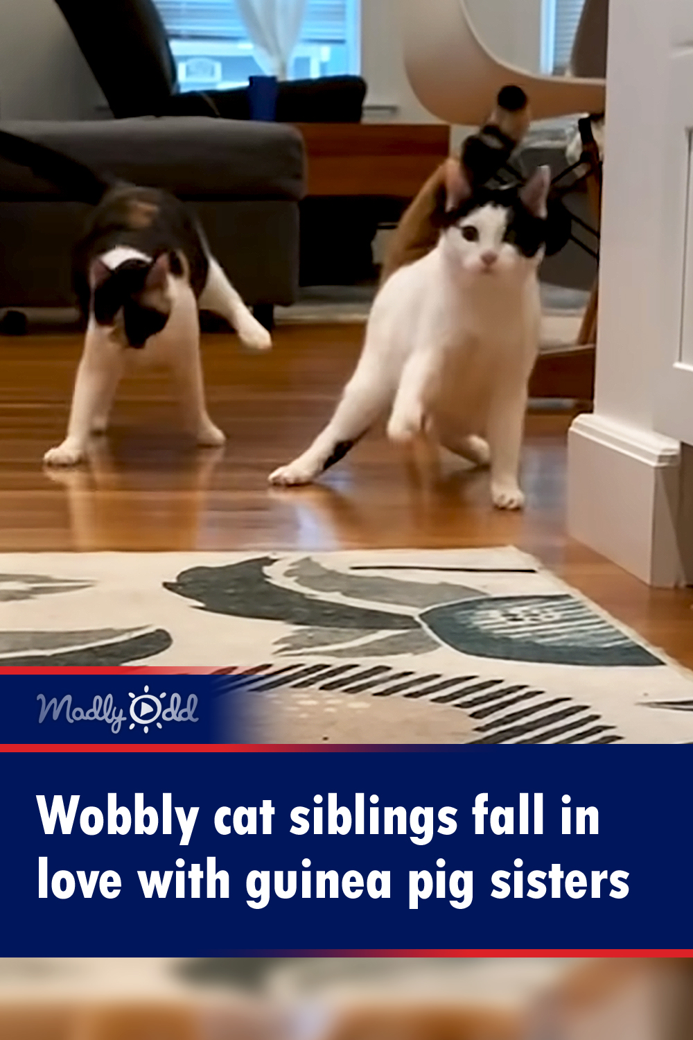 Wobbly cat siblings fall in love with guinea pig sisters