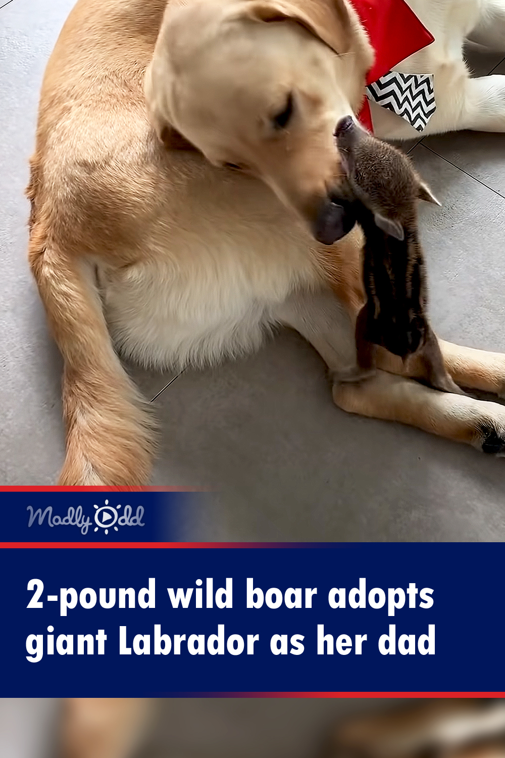 2-pound wild sow adopts giant Labrador as her dad