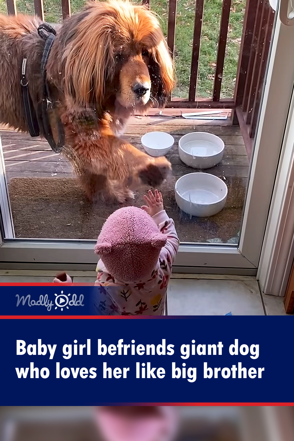 Baby girl befriends giant dog who loves her like big brother