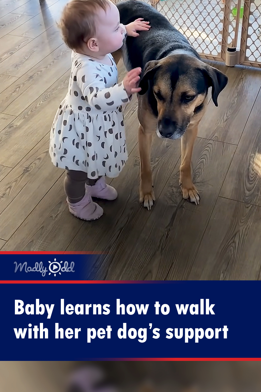 Baby learns how to walk with her pet dog’s support