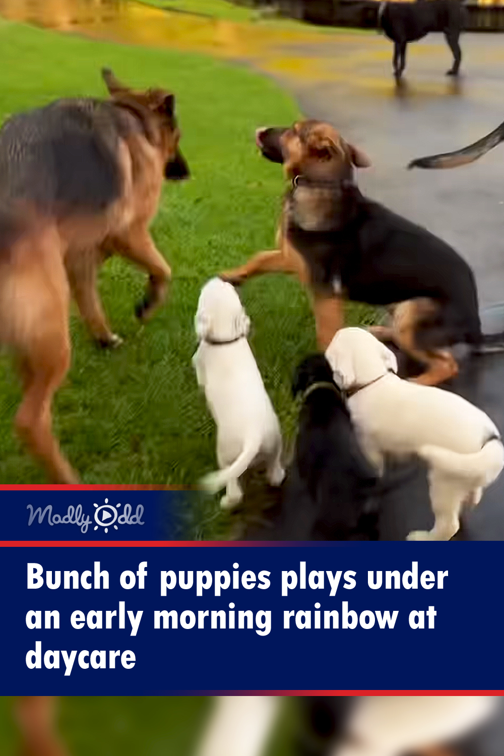 Bunch of puppies play under an early morning rainbow at daycare