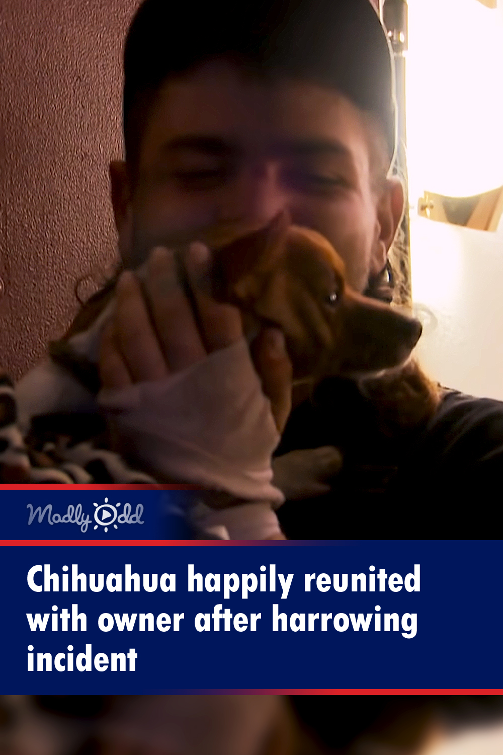 Chihuahua happily reunited with owner after harrowing incident
