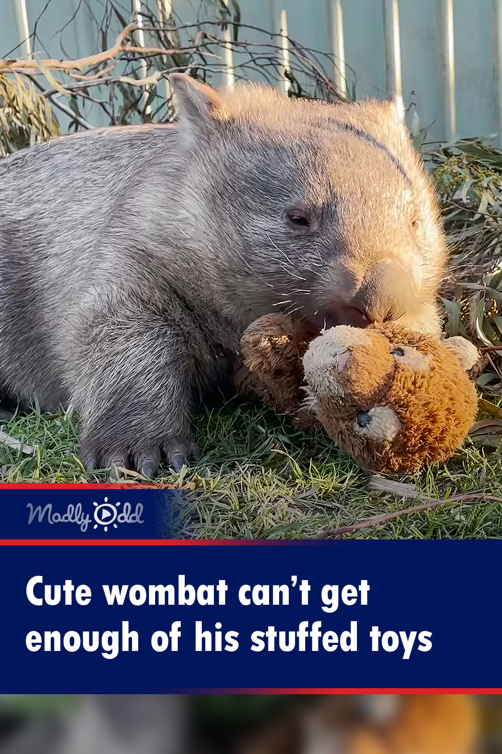Cute wombat can’t get enough of his stuffed toys