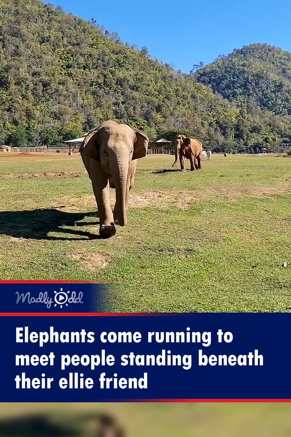 Elephants come running to meet people standing beneath their ellie friend