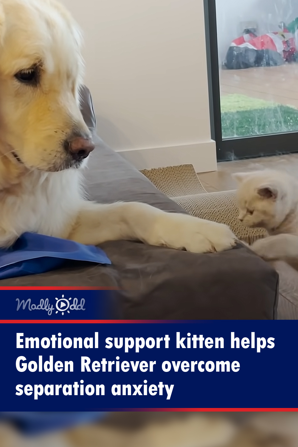 Emotional support kitten helps Golden Retriever overcome separation anxiety