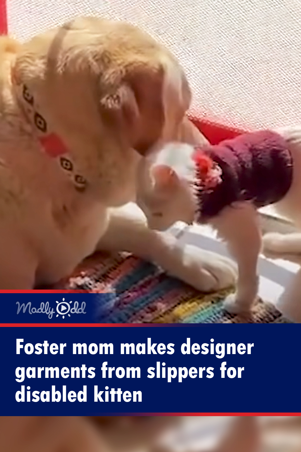 Foster mom makes designer garments for disabled kitten