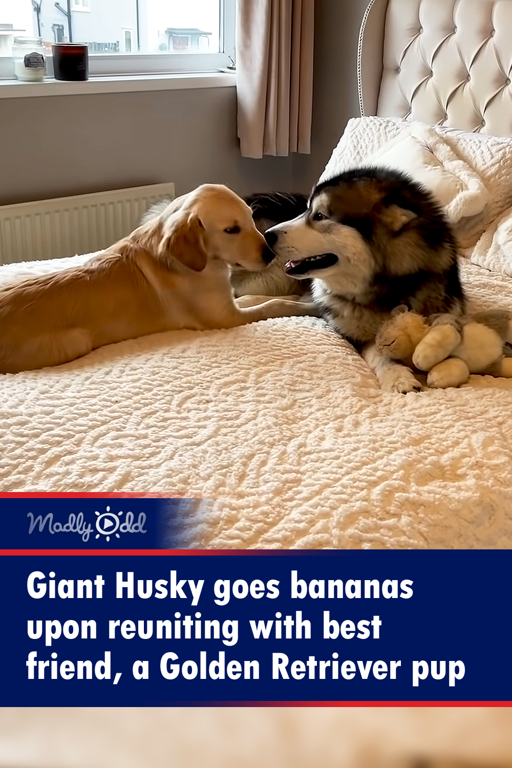 Giant Husky goes bananas upon reuniting with best friend, a Golden Retriever pup