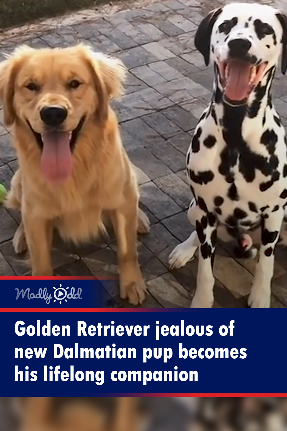 Golden Retriever jealous of new Dalmatian pup becomes his lifelong companion
