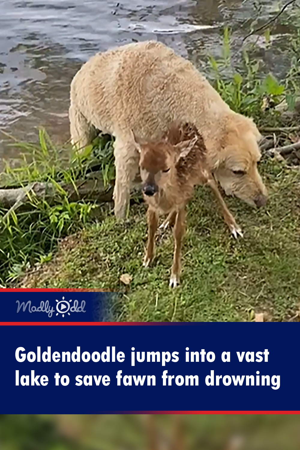 Goldendoodle jumps into a vast lake to save fawn from drowning
