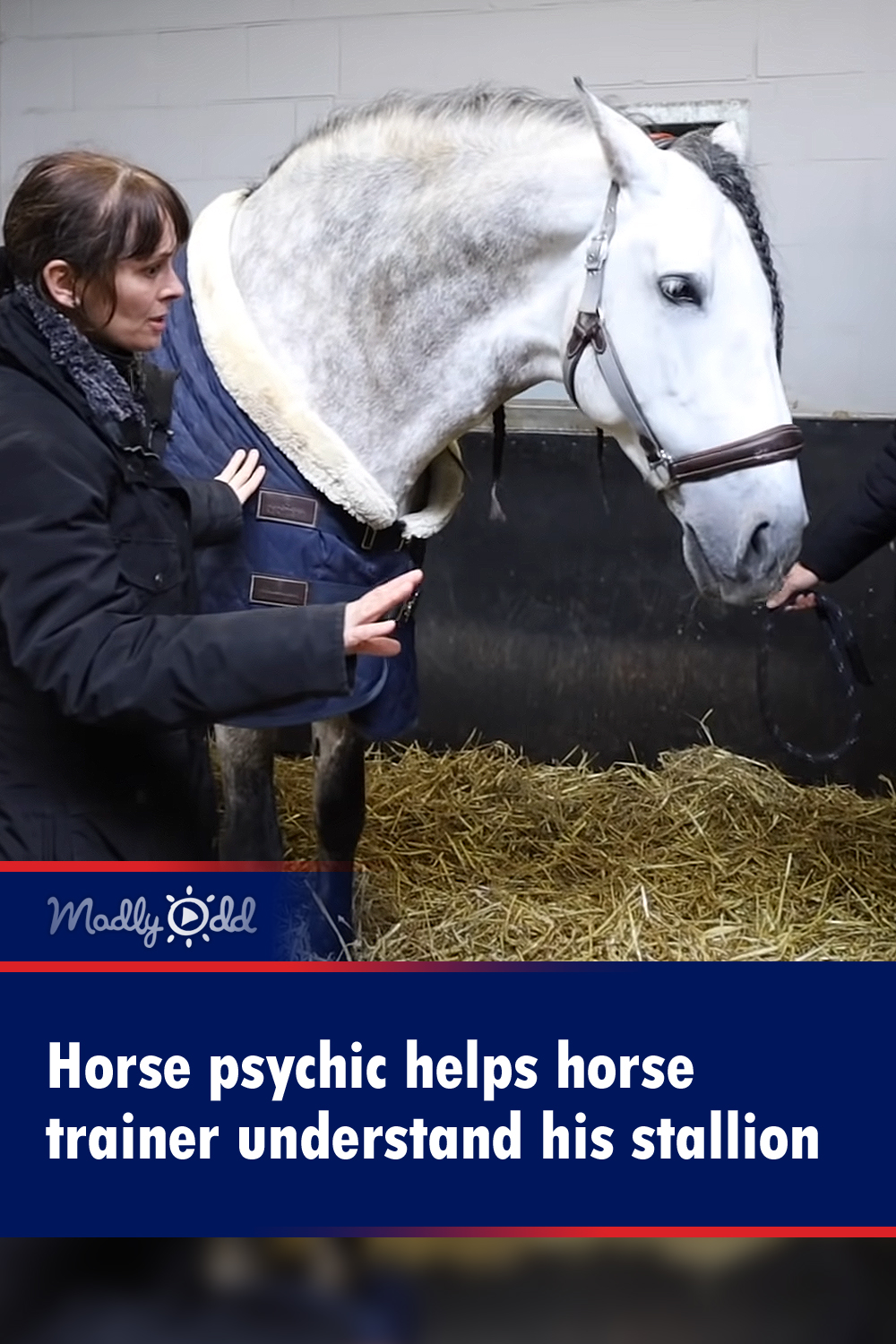 Horse psychic helps horse trainer understand his stallion