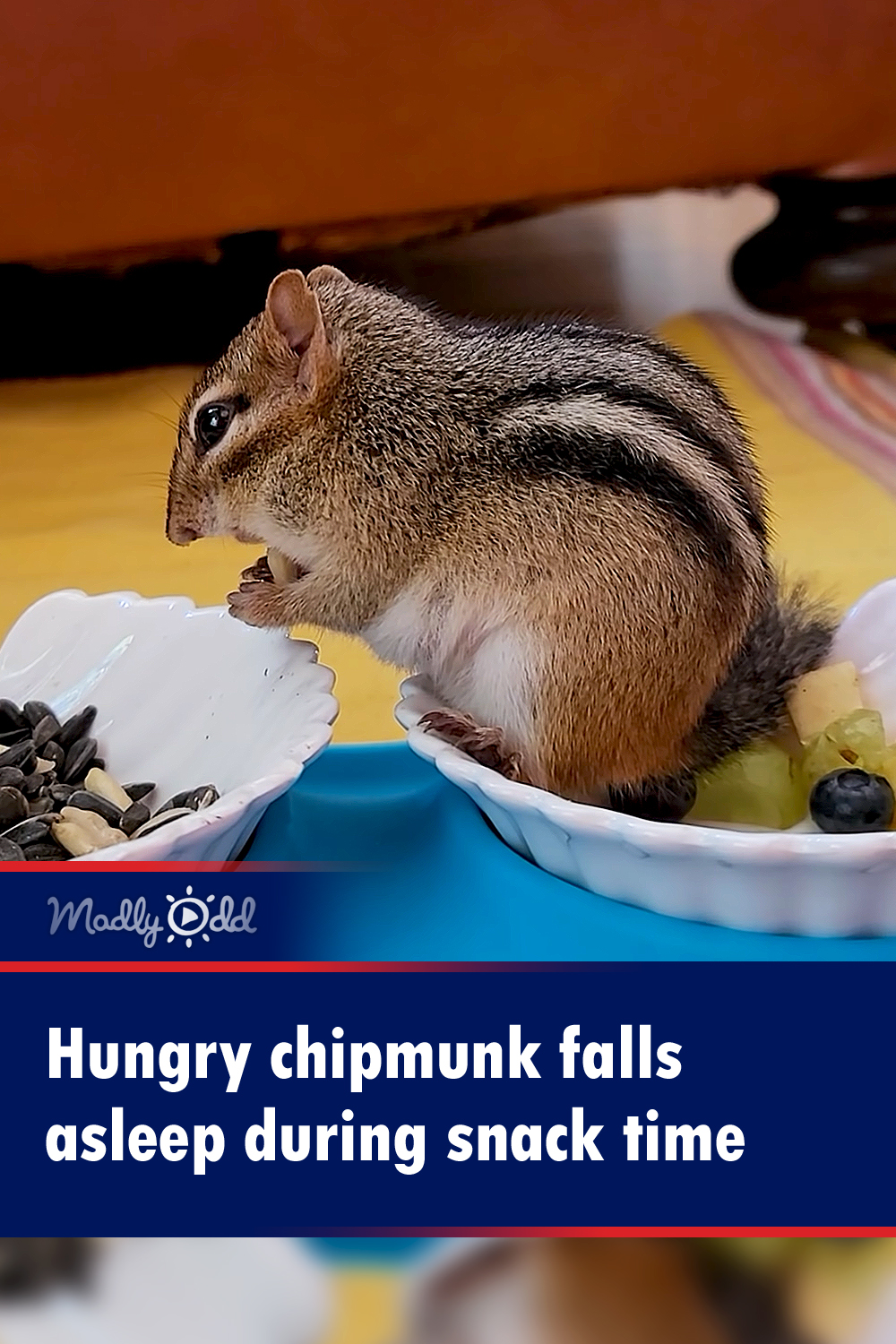 Hungry chipmunk falls asleep during snack time