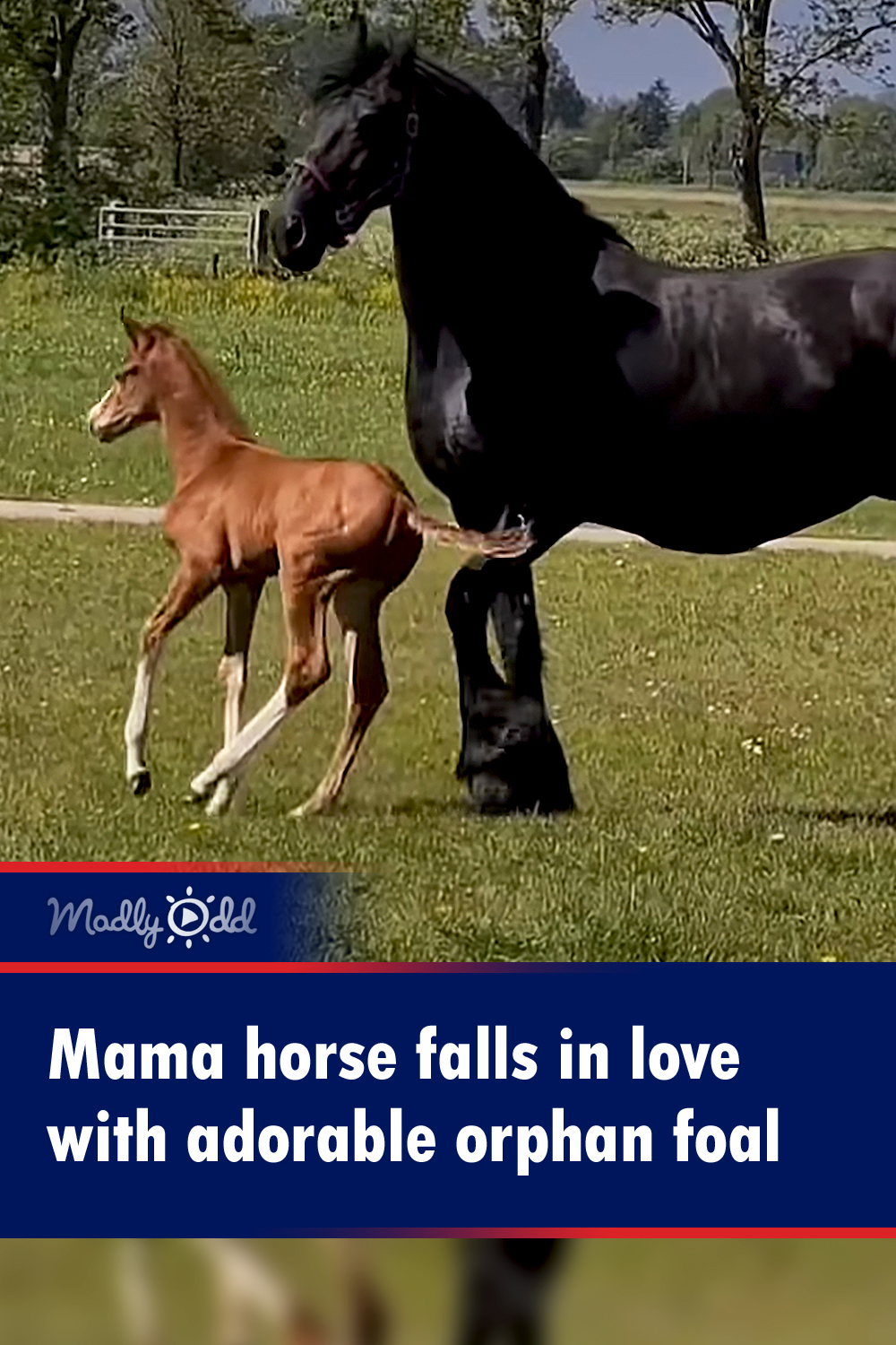 Mama horse falls in love with adorable orphan foal