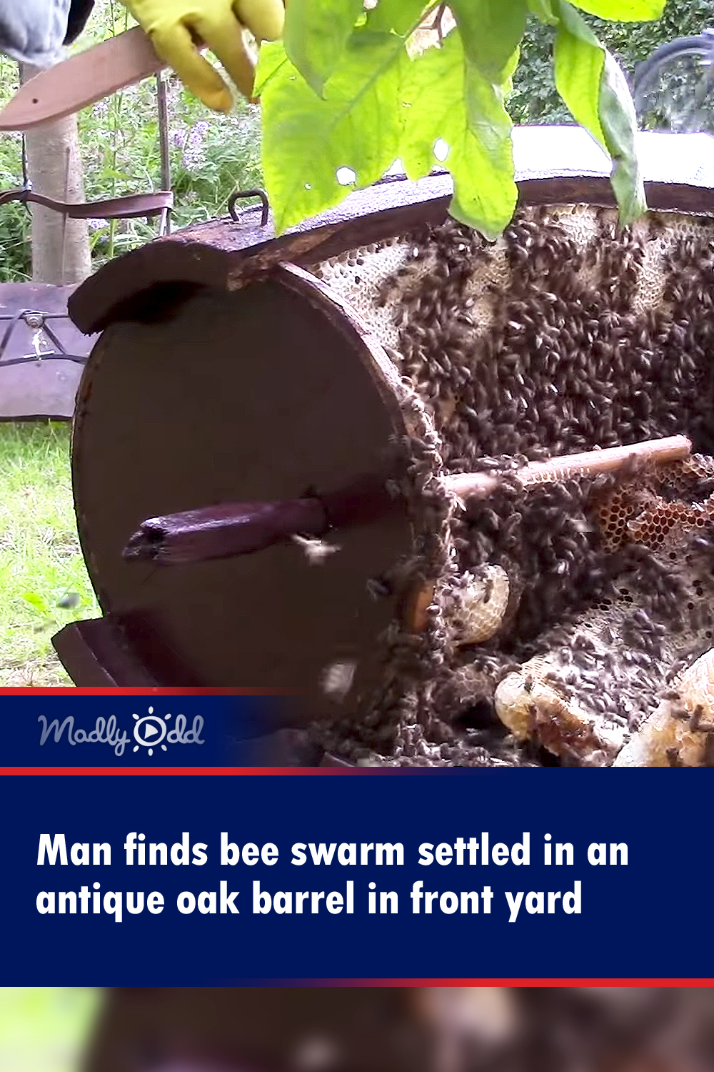 Man finds bee swarm settled in an antique oak barrel in front yard