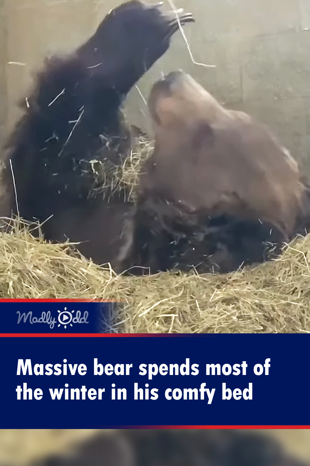 Massive bear spends most of the winter in his comfy bed